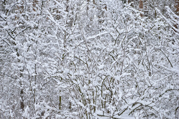 A wide bush in the forest covered with forest.