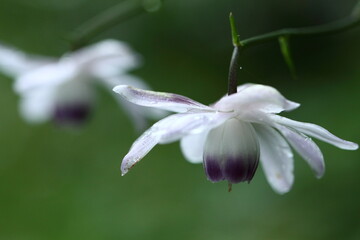 森に垂れ下がるランプ