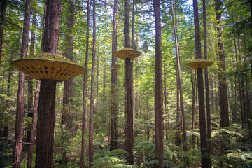Redwoods Forest is a forest of naturalised coastal redwood on the outskirts of Rotorua, New Zealand