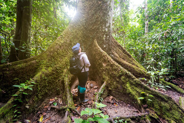 Fototapeta premium Woman admiring the tall and big tree in the jungle of borneo in Tabin Lahad Datu