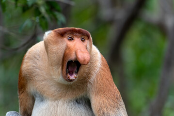 Portrait of aggressive Male Proboscis Monkey (Nasalis larvatus) in Sabah Borneo Malaysia - obrazy, fototapety, plakaty