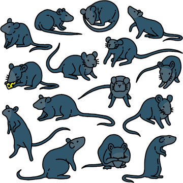 illustration of a collection of rats and their biological anatomy