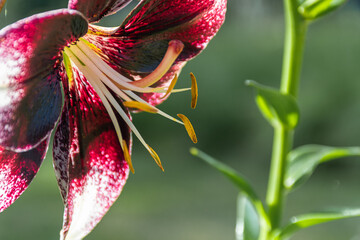 Wunderschöne solitäre Blüte einer dunkelroten Lilie