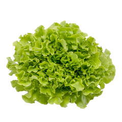 Fresh green oak lettuce with some water drop on white background and clipping path.