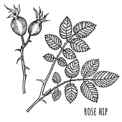 Wild rose, rose hip berries and leaves, line art drawing. Outline vector illustration isolated on white background. Rose hip bouquet engraving style. Freehand sketch. Graphic style.