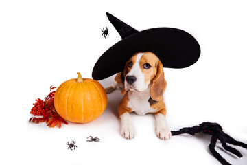 A beagle dog in a witch hat lies on a white isolated background. Next to a pumpkin, a huge spider....