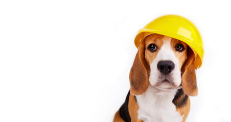 A beagle dog in a construction helmet on a white isolated background. Banner. Security concept.