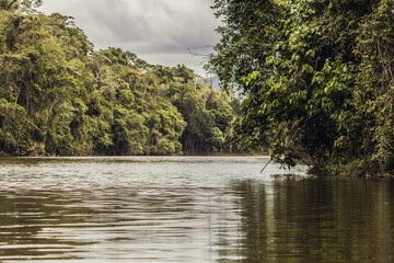 river in the forest