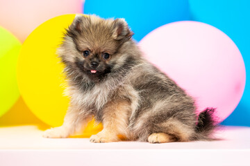 Little Pomeranian spitz puppy on a colorful background