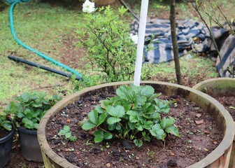 A Photograph of a strawberry plant safely maintained and grown in the garden.