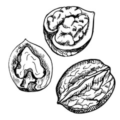 Hand-drawn sketch of walnuts vector illustration. Open walnut  kernels and shells sketch icons. Fresh organic food. Vegetarian diet snack. Black and white nut pattern. Isolated on white background. 