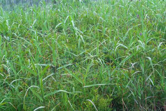 natural background - forbs in a marshy meadow