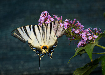 Macro scattata ad una farfalla su un fiore.