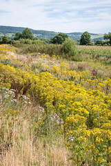 Obraz premium wildflower meadows in late summer