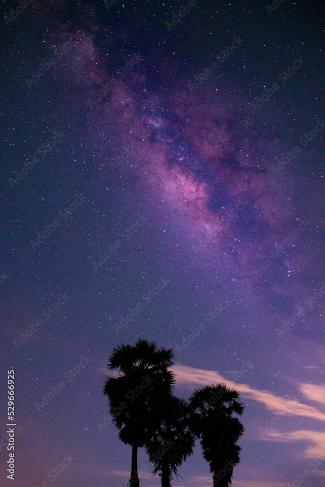 Canvas Prints starry night sky. milky way. stars nebula. space vertical background. there is a shadow of a tree. l