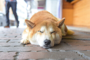 寝ている柴犬
