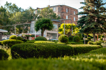 beautifully trimmed many shrubs in an urban residential area against the backdrop of stone houses. Urban landscaping and maintenance of street green spaces in summer