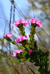 Deep pink flowers of the Australian Native Rose, Boronia serrulata, family Rutaceae, against blue sky. Growing in moist heath in Sydney, NSW. Spring flowering. Also found in sclerophyll forest - 529667388