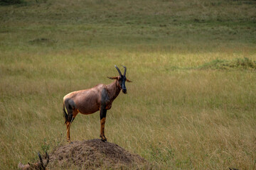 thompson gazelle standing