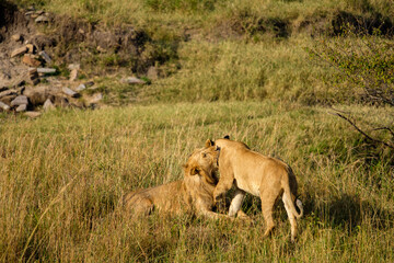 Fototapeta na wymiar lions in the wild