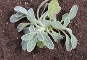 Griechischer Bergtee