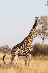 Rolgordijnen giraffe in the savannah © Nathalie