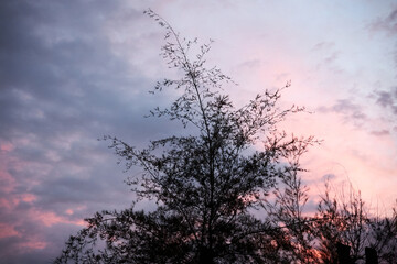 beautiful sunset over the tree