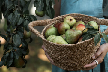 Banner. A wicker basket with pears in female hands, the hands of a female farmer in an apron holding a harvest of pears, a close-up of fresh fruit.