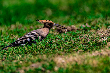 bird hoopoe on the grass © AlexTow