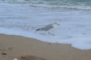 Seagull standing on the edge of fort Lauderdale shoreline