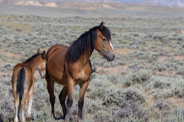 Obraz premium Wild Horse Mare and Foal in the Wyoming Desert