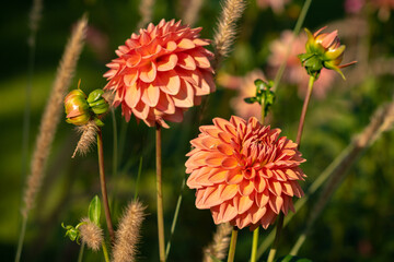 Blumenzauber © Sven