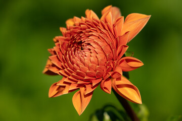 Blumenzauber © Sven