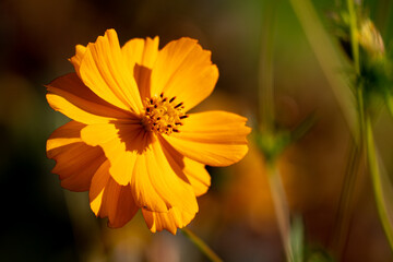 Blumenzauber © Sven