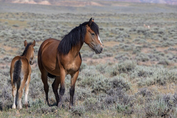 Wild Horse Mare and Foal in the Wyoming Desert