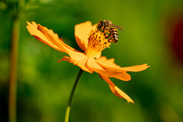 Blumenzauber © Sven