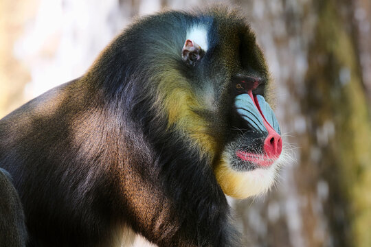 close up of a baboon