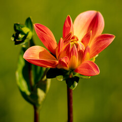 Fototapeta premium Blumenzauber