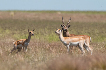 Blackbuck Antelope in Pampas plain environment, La Pampa province, Argentina