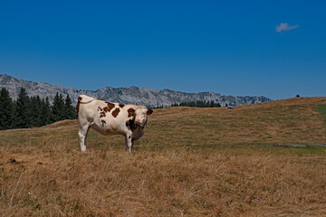 Fototapeta na wymiar Panorama des Alpes, la vie des pâturages