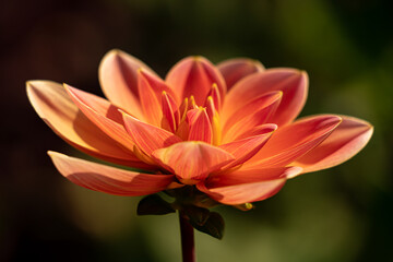 Blumenzauber © Sven