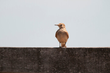 Rufous Hornero (furnarius rufus) Argentinean national Bird-Iberà Marshes, Corrientes Province-Argentina