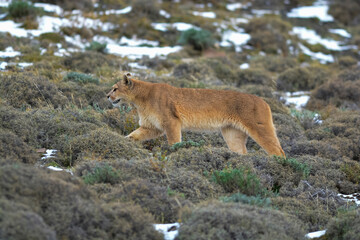 Puma walking in mountain environment, Torres del Paine National Park, Patagonia, Chile.