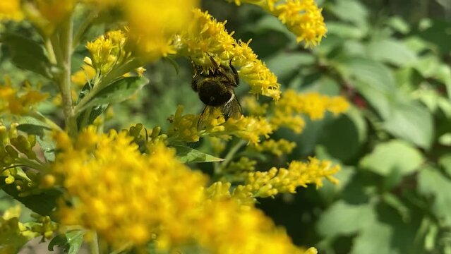 Fleurs jaunes et insecte