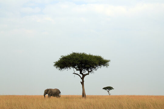 Panorama View of African Elephant and Acacia Trees on the Savannah. Maasai Mara, Kenya