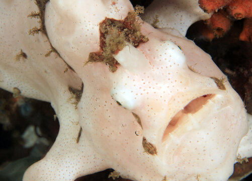 Close-up of a White Clown Frogfish (Antennarius maculatus, aka Warty Frogfish). Anilao, Philippines