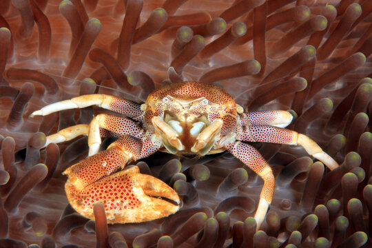 Spotted Porcelain Crab (Neopetrolisthes maculatus) with one Claw, in an Anemone. Anilao, Philippines