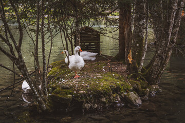 Teich mit Enten und Gänsen © Petra Fischer