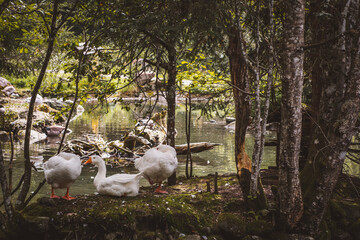 Teich mit Enten und Gänsen © Petra Fischer