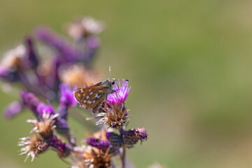 Papillon des montagnes